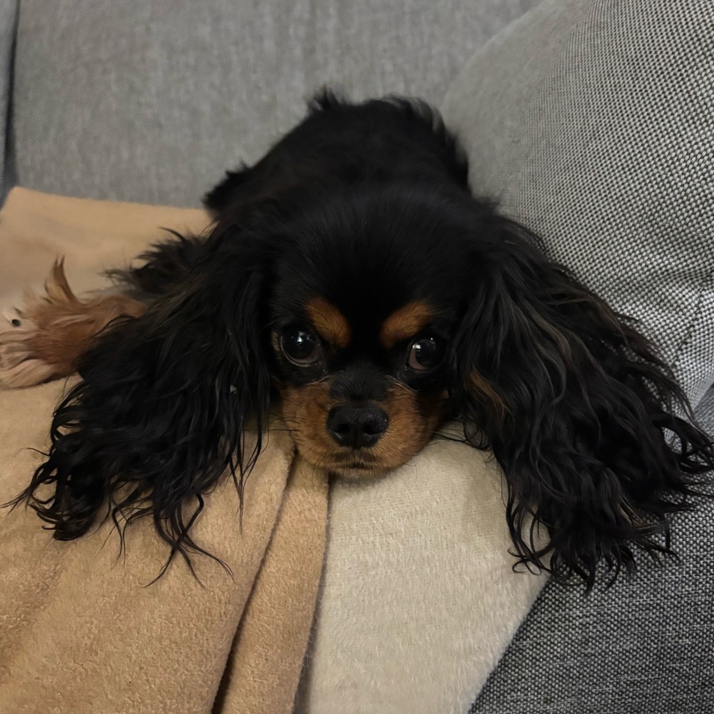 Meet your Posher, @chicago778